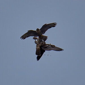 Peregrine Falcon - Wilmington - 07072026 - 10 - rDN.jpg