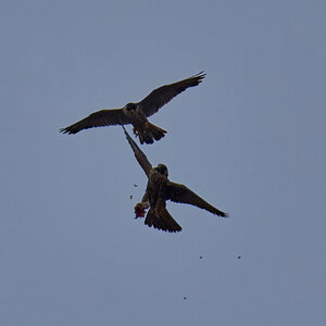 Peregrine Falcon - Wilmington - 07072026 - 16 - rDN.jpg