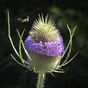 26A08533teasel hoverfly.jpg