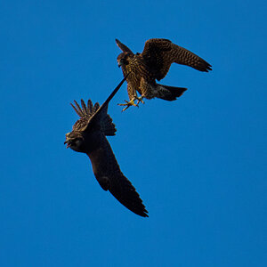 AA_04585.jpg