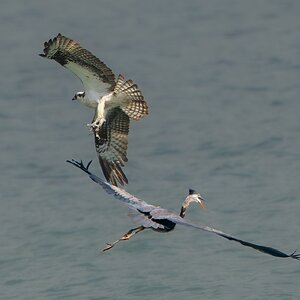 Osprey-5177.jpg