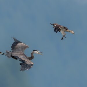 Osprey-5438.jpg