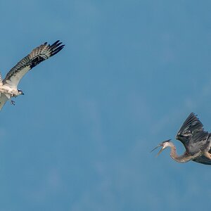 Osprey-5503.jpg