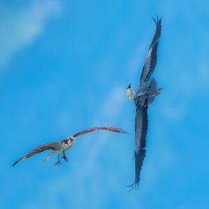 Osprey-5556.jpg