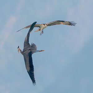 Osprey-5559.jpg