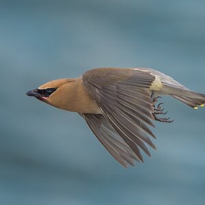 Cedar-Waxwing_DSC5076.jpg