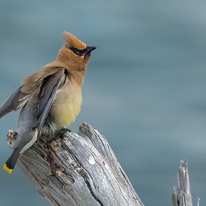 Cedar-Waxwing_DSC5797.jpg