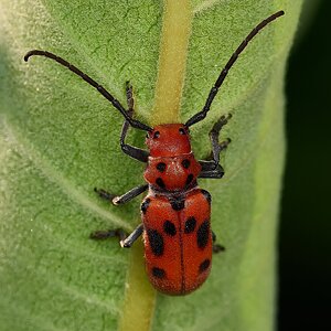 Red Milkweed Beetle - BCSP - 07122026 - 01 - rDN.jpg