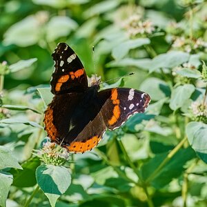 Red Admiral - BCSP - 07122026 - 09 - rDN.jpg