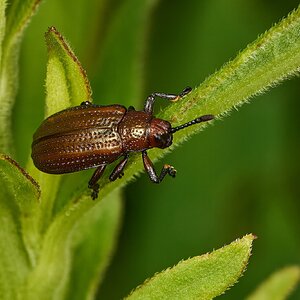 Goldenrod Leafminer - BCSP - 07122026 - 02 - rDN.jpg