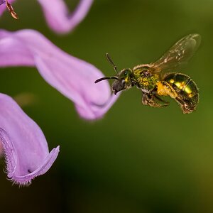 Golden Sweat Bee - BCSP - 07122026 - 02 - rDN.jpg