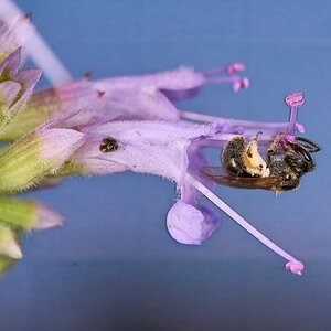 Bristle Sweat Bee - BCSP - 07122026 - 01 - rDN.jpg