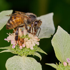 Western Honey Bee - BCSP - 07122026 - 01 - rDN.jpg