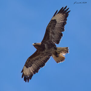 buzzard 2026.jpg