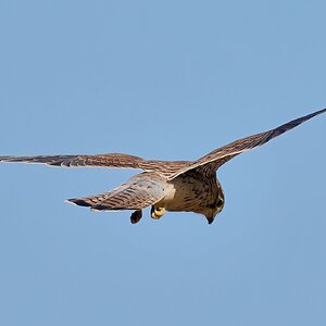 kestrel 2026_37.jpg