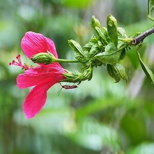 Hibiscus-RedCottonBug.JPG