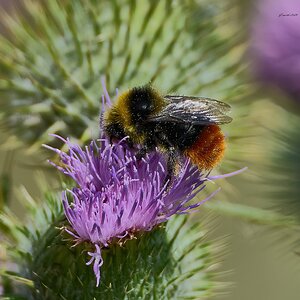 bee 2026_1.jpg
