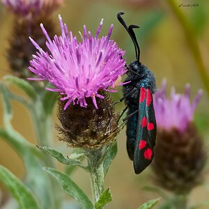 6 spot burnet moth 2026.jpg