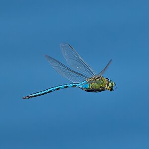 dragonfly 2026.jpg