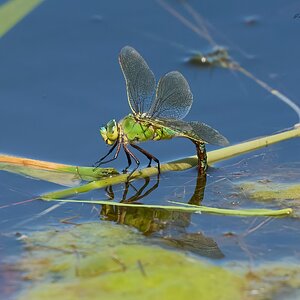 dragonfly 2026_1.jpg