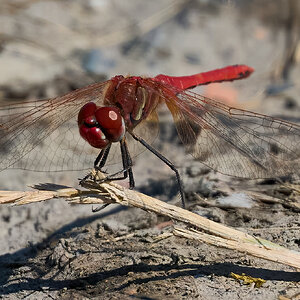 dragonfly 2026_10.jpg