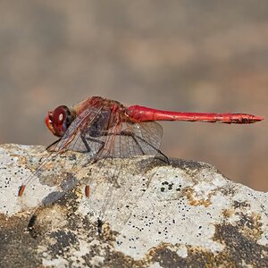 dragonfly 2026_9.jpg