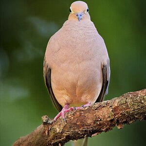 Dove5.jpg