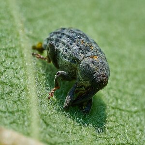 Milkweed Stem Weevil - Bartram's Garden - 07252026 - 01.jpg