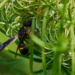Parancistrocerus Histrio - Bartram's Garden - 07252026 - 06.jpg