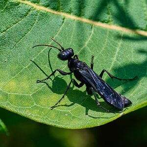 Steel-Blue Cricker-Hunter Wasp - Bartram's Garden - 07252026 - 01.jpg