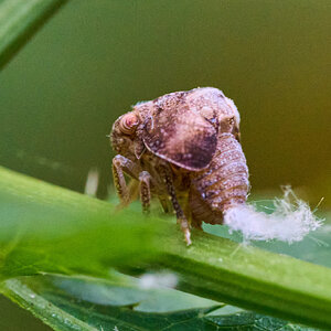 Two-Striped Planthopper - Bartram's Garden - 07252026 - 01.jpg