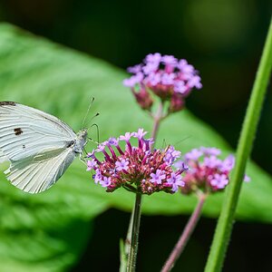 Cabbage White - Bartram's Garden - 07252026 - 03.jpg