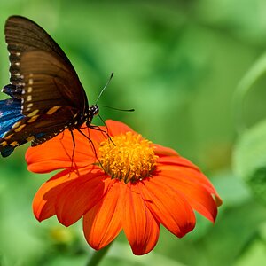 Pipevine Swallowtail - Bartram's Garden - 07252026 - 03.jpg