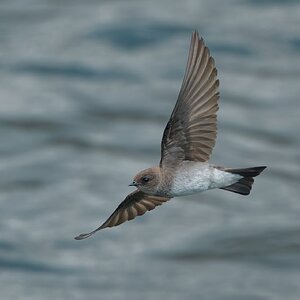 Purple-Martin-4883.jpg