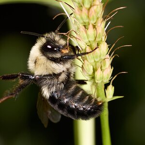 Common Eastern Bumble Bee - BCSP - 07252026 - 03.jpg