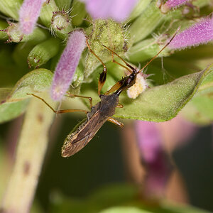 Long-Necked Seed Bug - BCSP - 07252026 - 01.jpg