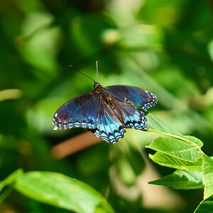 Red-Spotted Admiral - BCSP - 07252026 - 01.jpg