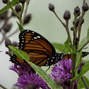 Viceroy - 1.jpeg