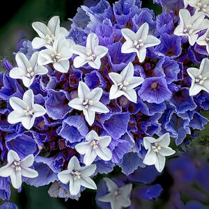 26A08879-8917limonium.jpg