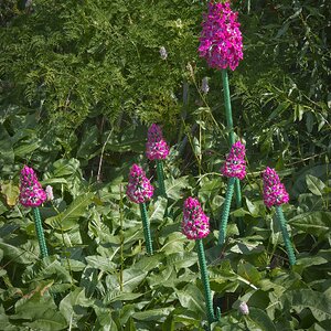 26A09001brick pyramidal orchid.jpg