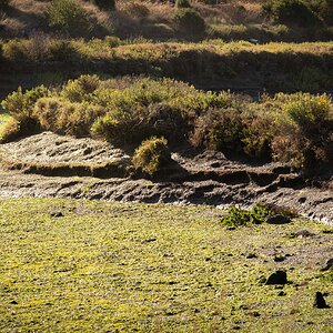 A Muddy Marsh