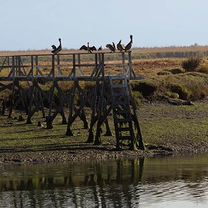 Pelicans on a Pier