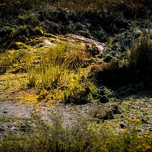 Muddy Marsh land