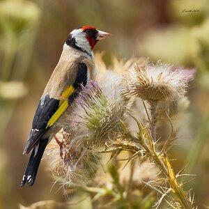 goldfinch 2026_45.jpg