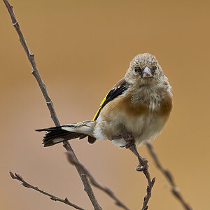 goldfinch 2026_46.jpg