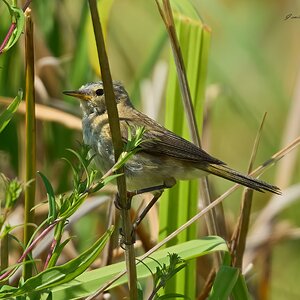 reed warbler 2026_7.jpg