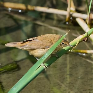 reed warbler 2026_9.jpg