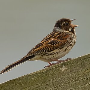 reed bunting 2026_16.jpg