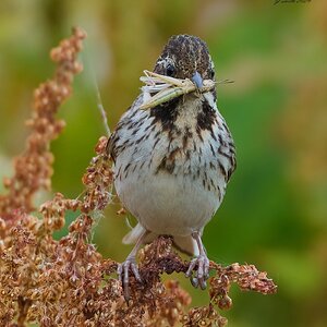 reed bunting 2026_17.jpg