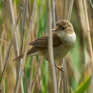 marsh warbler 2026 4.jpg